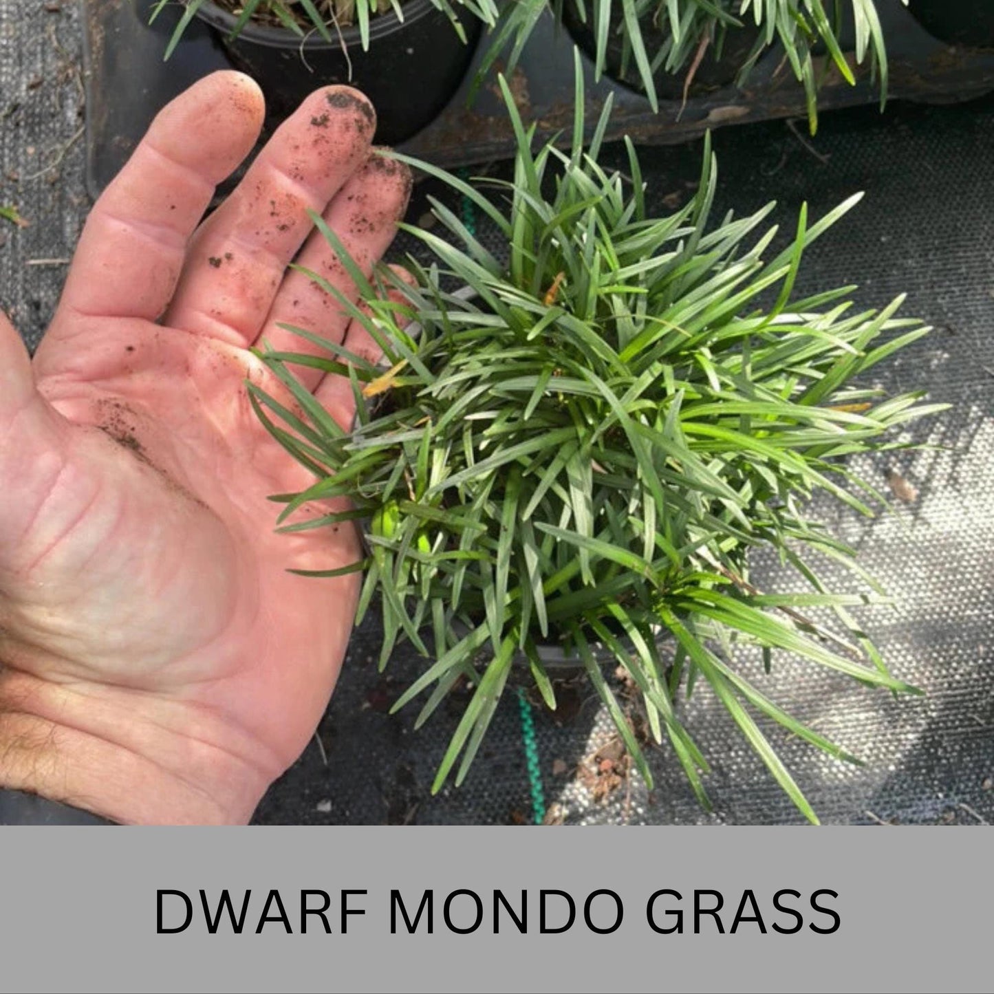 Dwarf Mondo Grass – Low Maintenance Ground Cover | Shade-Tolerant & Drought-Resistant Plants