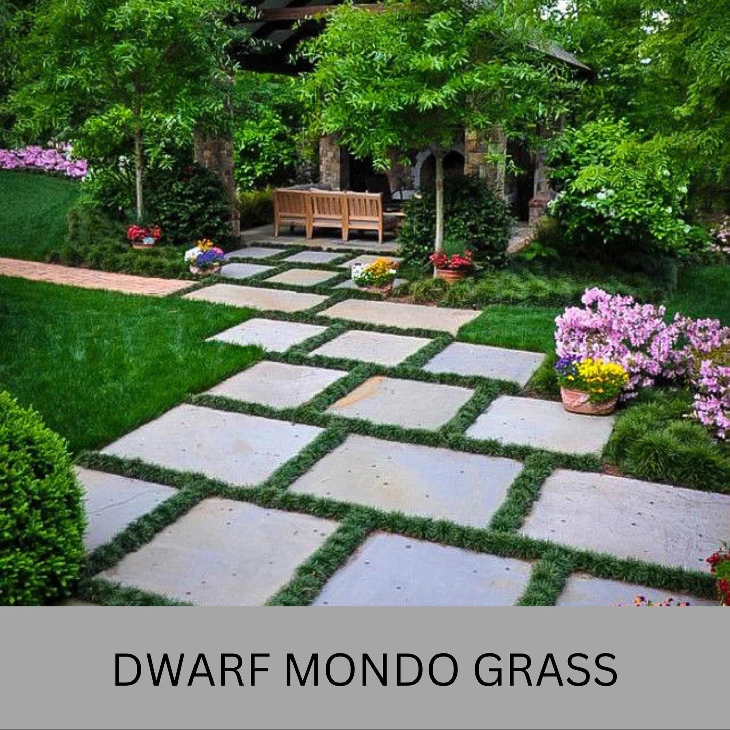 Dwarf Mondo Grass – Low Maintenance Ground Cover | Shade-Tolerant & Drought-Resistant Plants