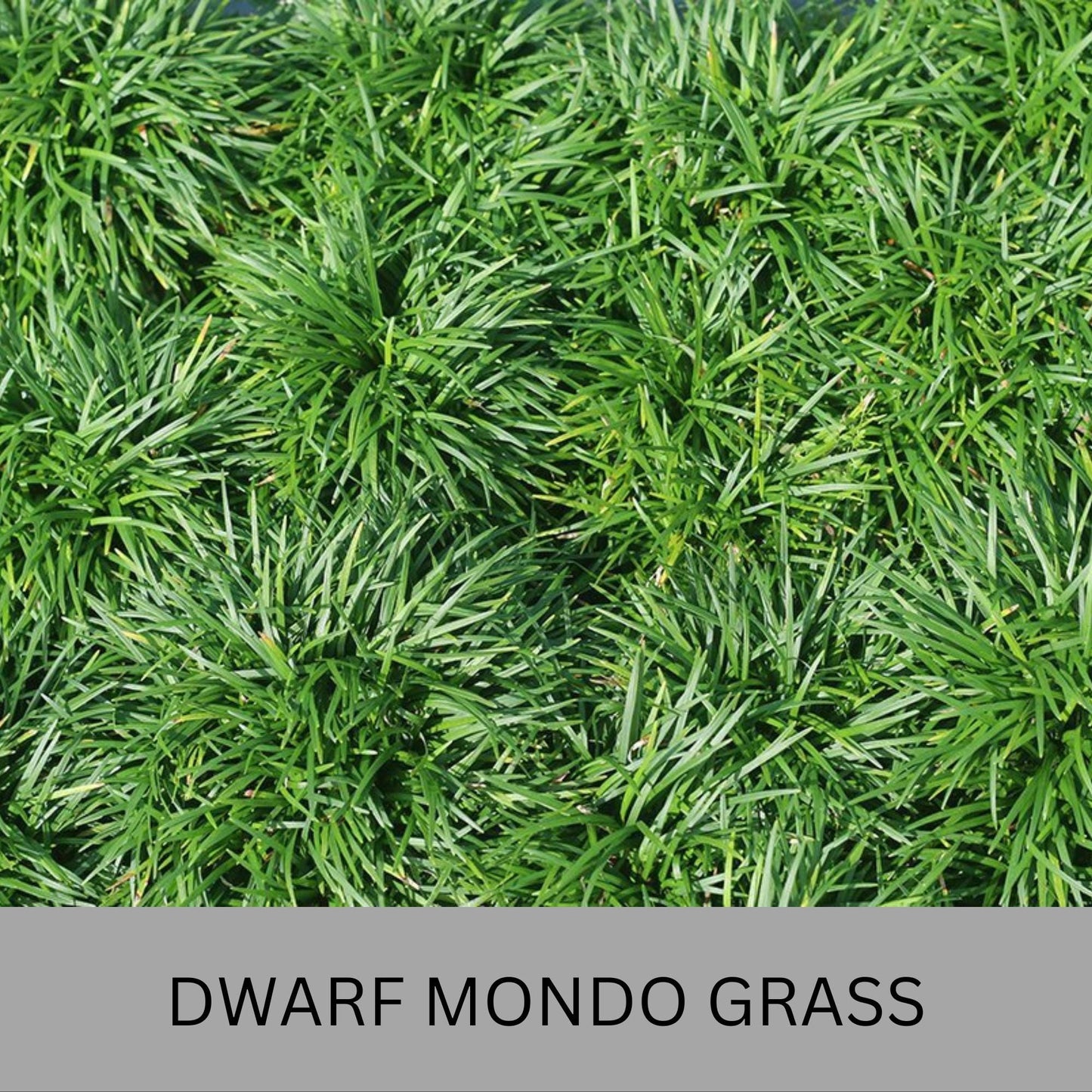 Dwarf Mondo Grass – Low Maintenance Ground Cover | Shade-Tolerant & Drought-Resistant Plants