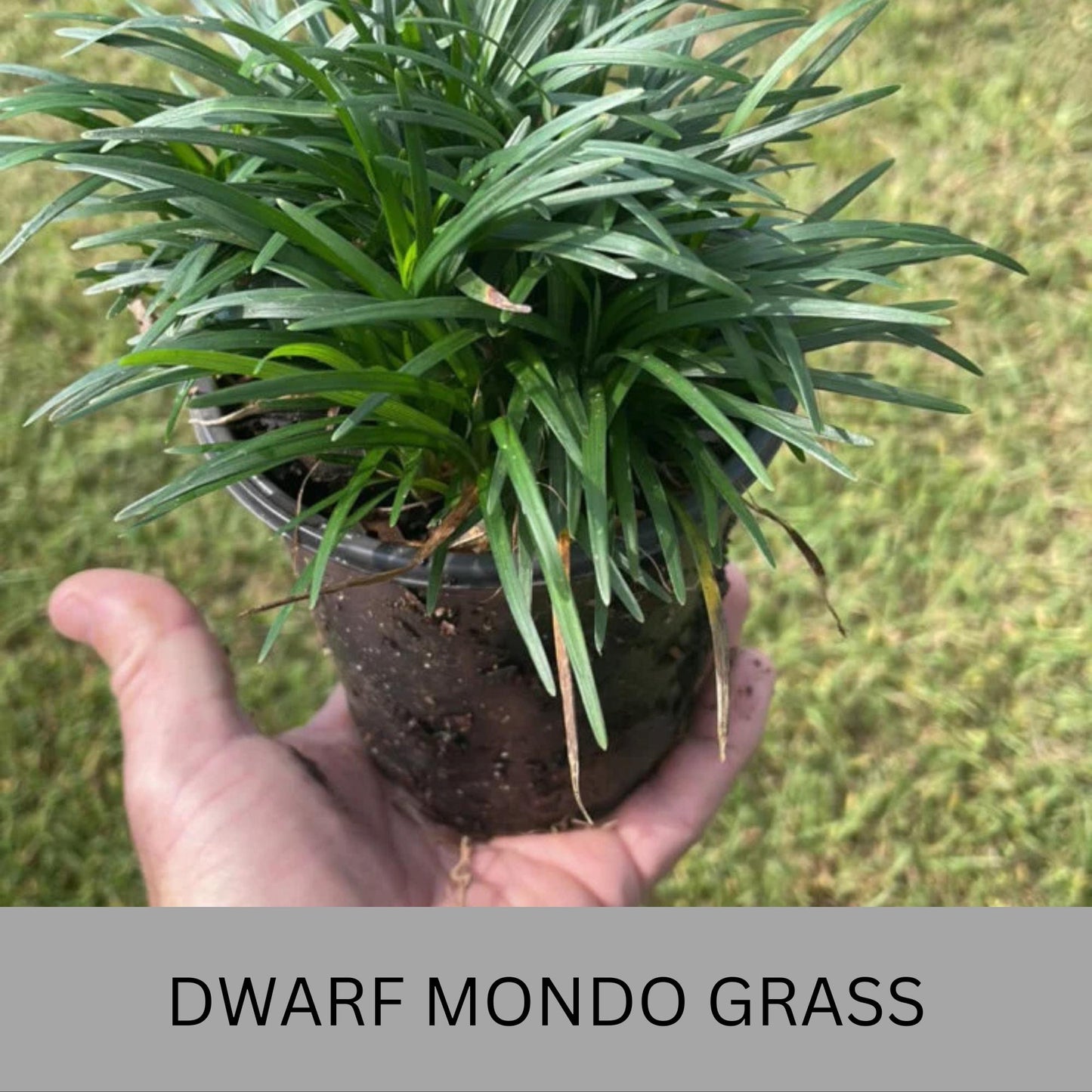 Dwarf Mondo Grass – Low Maintenance Ground Cover | Shade-Tolerant & Drought-Resistant Plants