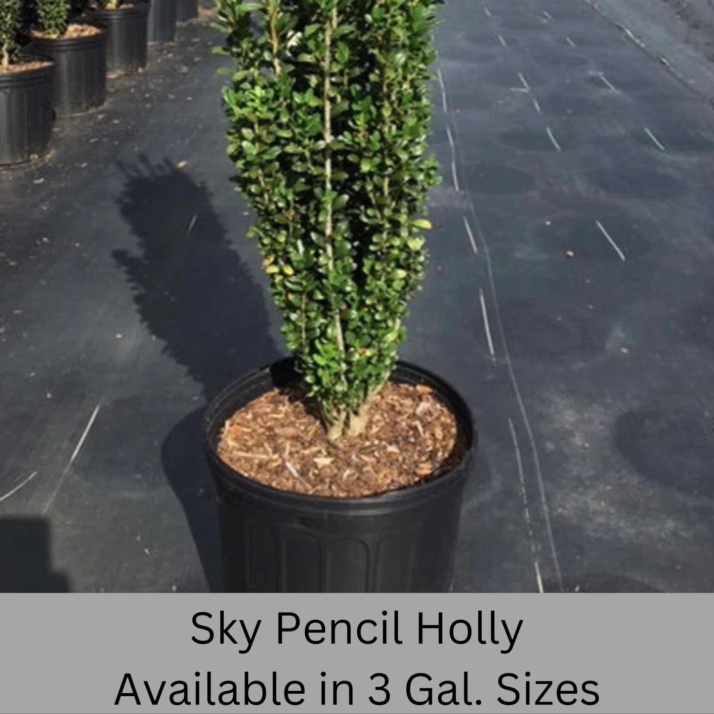 Sky Pencil Holly | Ilex crenata 'Sky Pencil' | Free Ground Shipping |Available in 3 Sizes