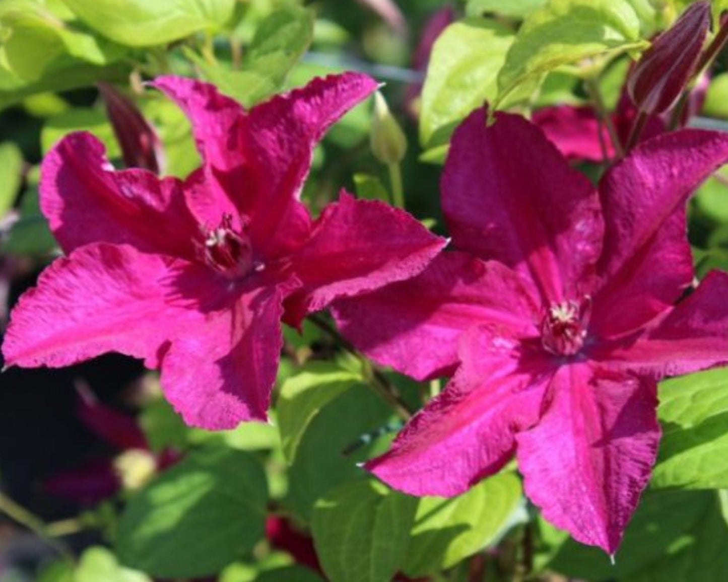 Clematis 'Cardinal Wyszynski' – Vibrant Red Flowering Vine in 1 Quart Pot | Hardy Perennial Climbing Plant