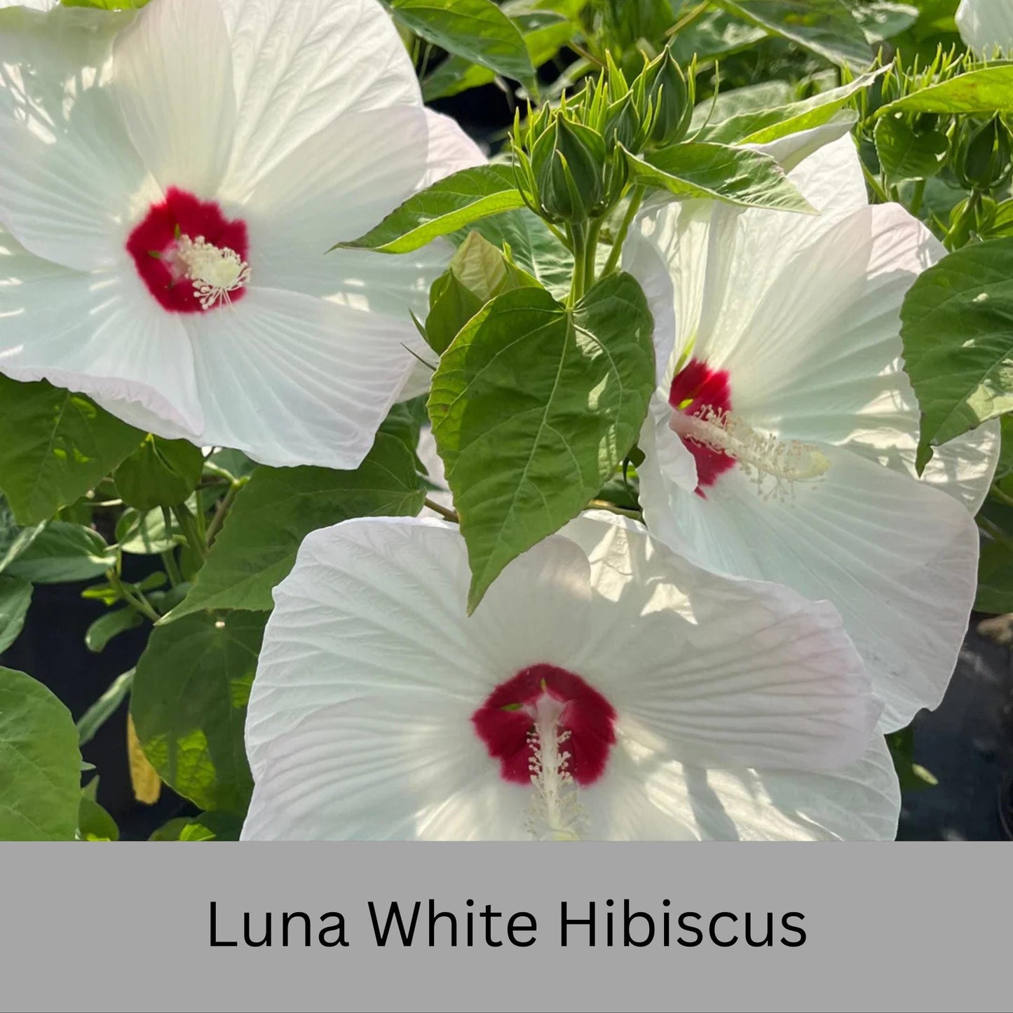 Luna White Hibiscus | Live Perennial Plant | Hardy Hibiscus with Dinner Plate Blooms | White Flowers with Red Eye