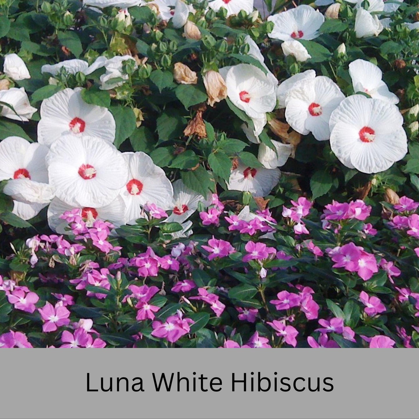 Luna White Hibiscus | Live Perennial Plant | Hardy Hibiscus with Dinner Plate Blooms | White Flowers with Red Eye