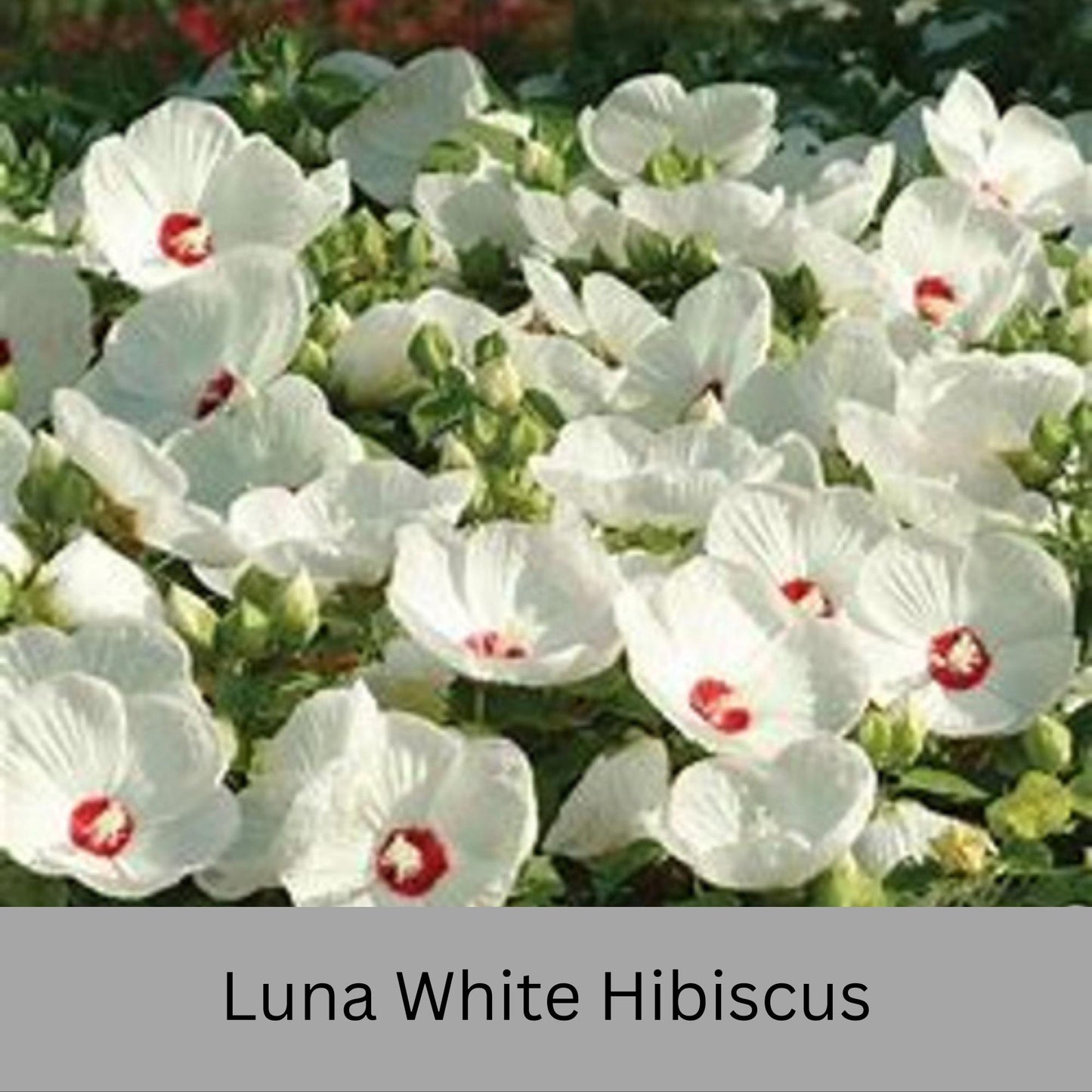 Luna White Hibiscus | Live Perennial Plant | Hardy Hibiscus with Dinner Plate Blooms | White Flowers with Red Eye