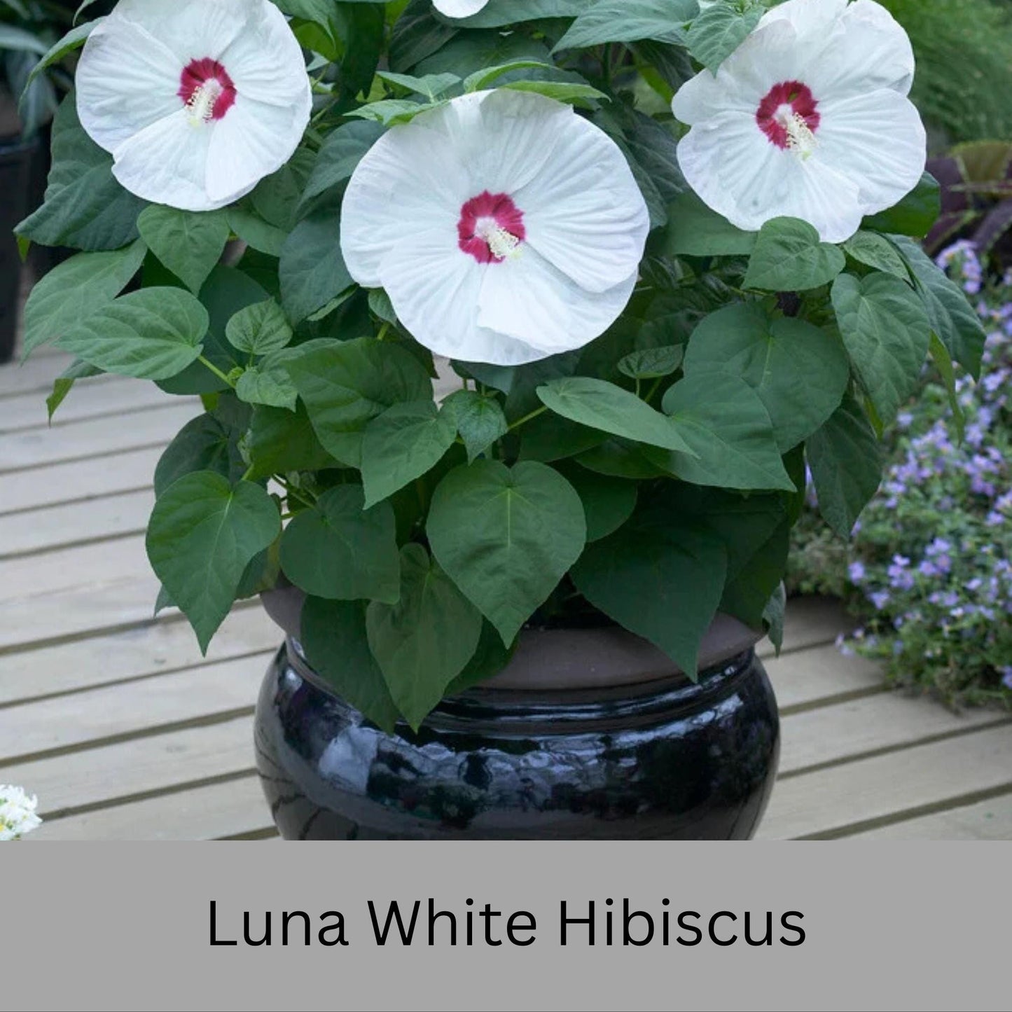 Luna White Hibiscus | Live Perennial Plant | Hardy Hibiscus with Dinner Plate Blooms | White Flowers with Red Eye