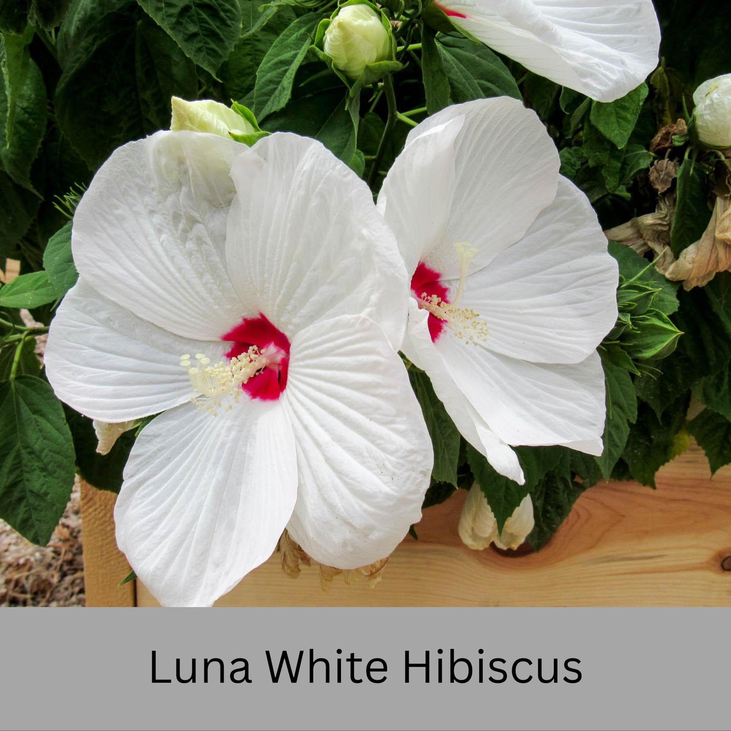 Luna White Hibiscus | Live Perennial Plant | Hardy Hibiscus with Dinner Plate Blooms | White Flowers with Red Eye