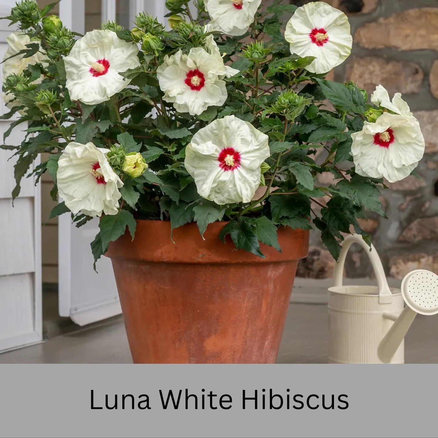 Luna White Hibiscus | Live Perennial Plant | Hardy Hibiscus with Dinner Plate Blooms | White Flowers with Red Eye