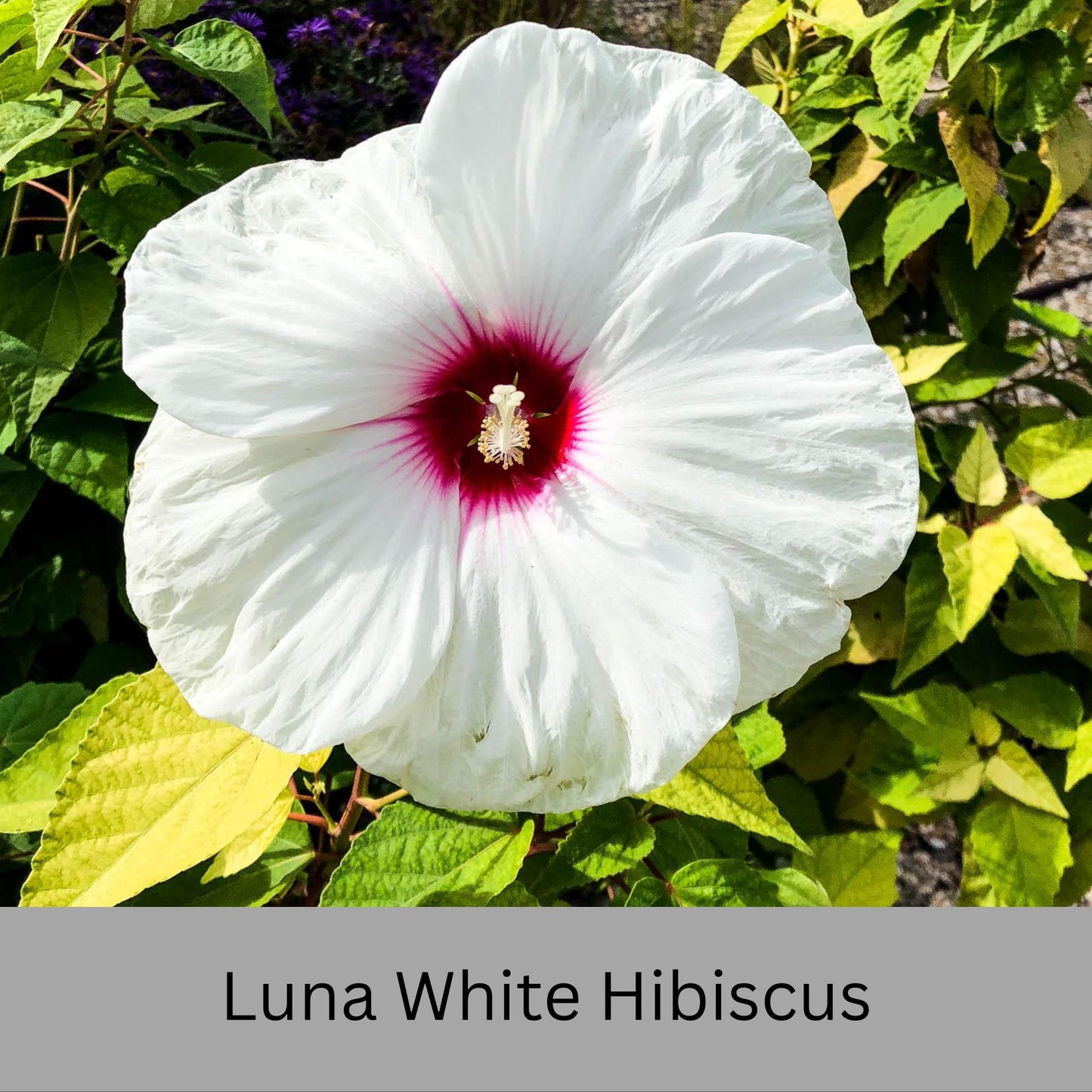 Luna White Hibiscus | Live Perennial Plant | Hardy Hibiscus with Dinner Plate Blooms | White Flowers with Red Eye