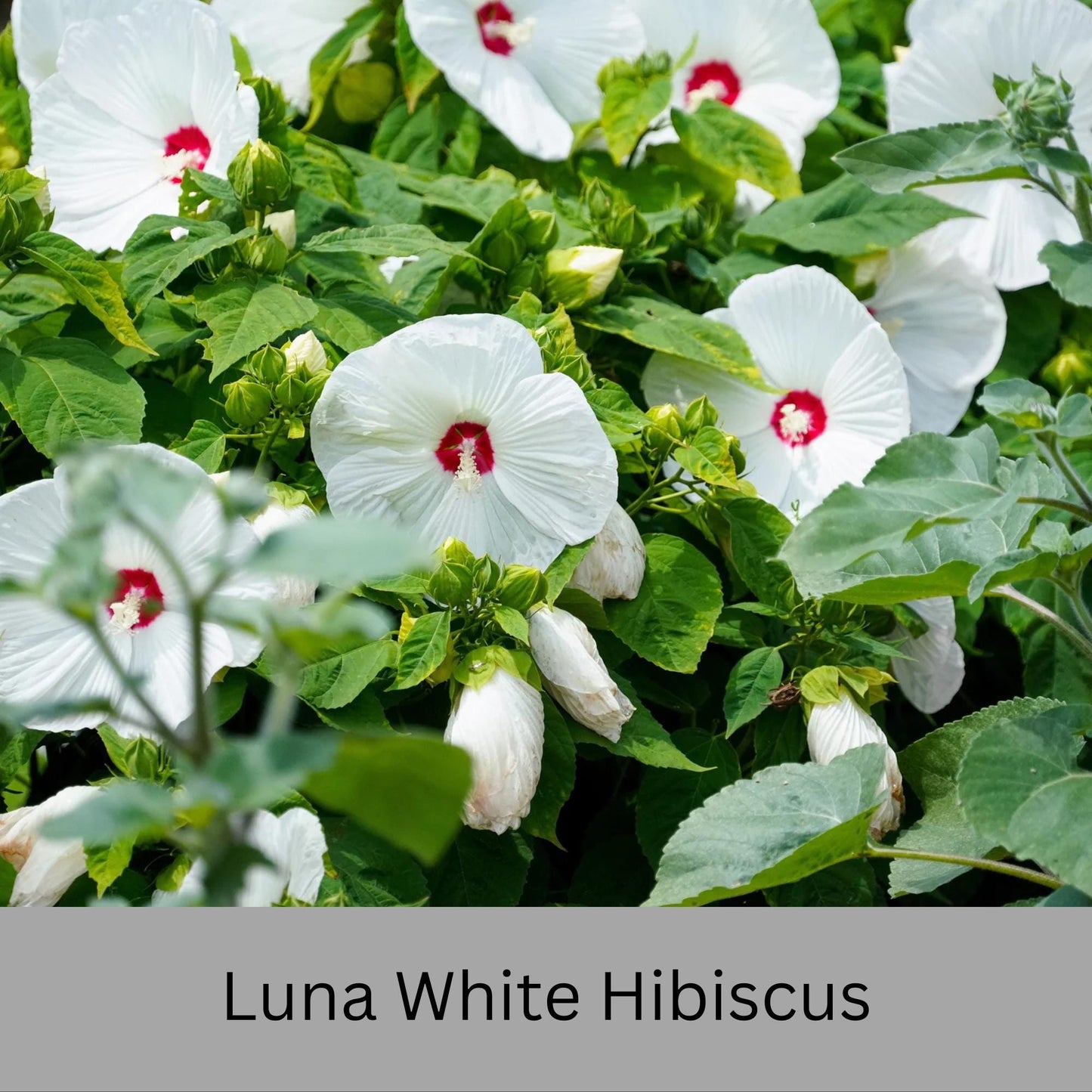 Luna White Hibiscus | Live Perennial Plant | Hardy Hibiscus with Dinner Plate Blooms | White Flowers with Red Eye