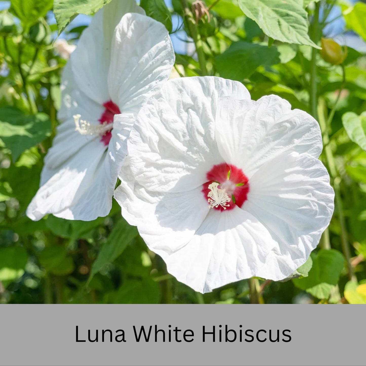 Luna White Hibiscus | Live Perennial Plant | Hardy Hibiscus with Dinner Plate Blooms | White Flowers with Red Eye