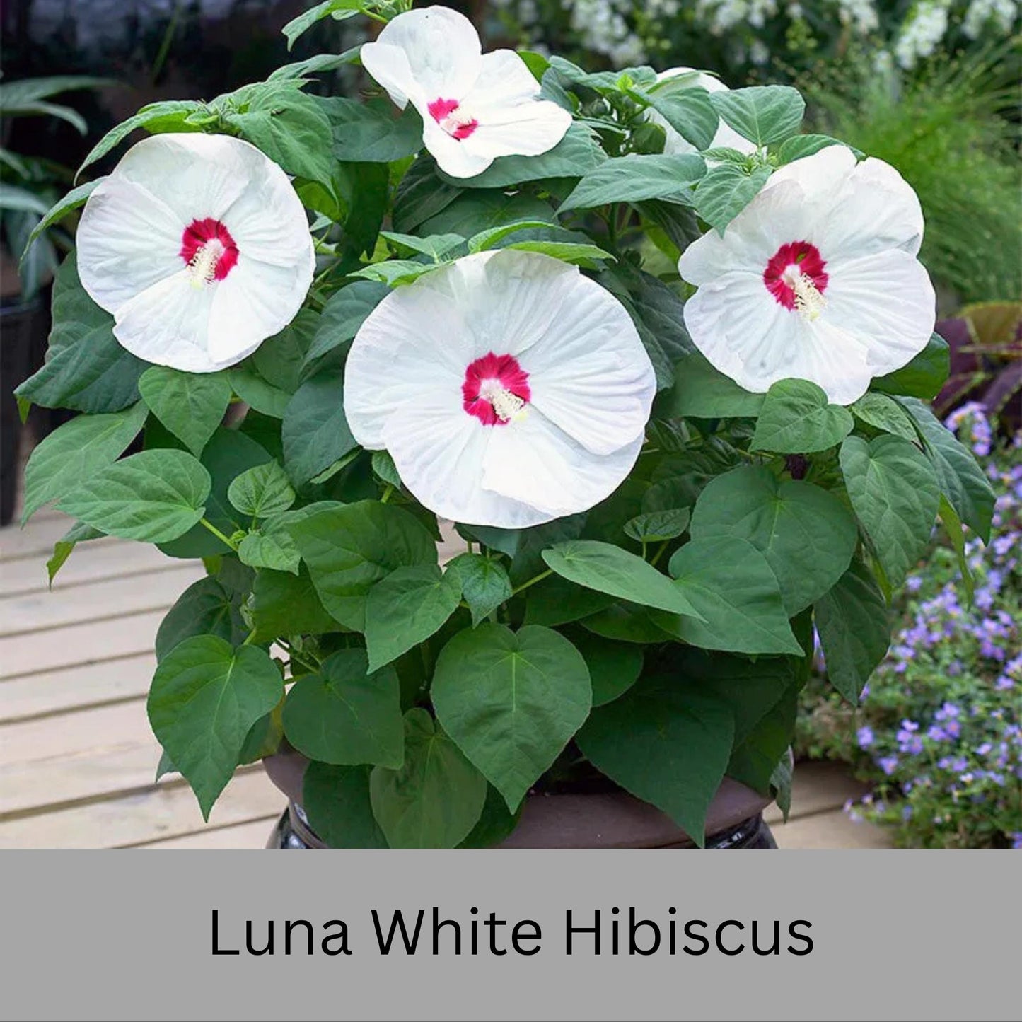 Luna White Hibiscus | Live Perennial Plant | Hardy Hibiscus with Dinner Plate Blooms | White Flowers with Red Eye