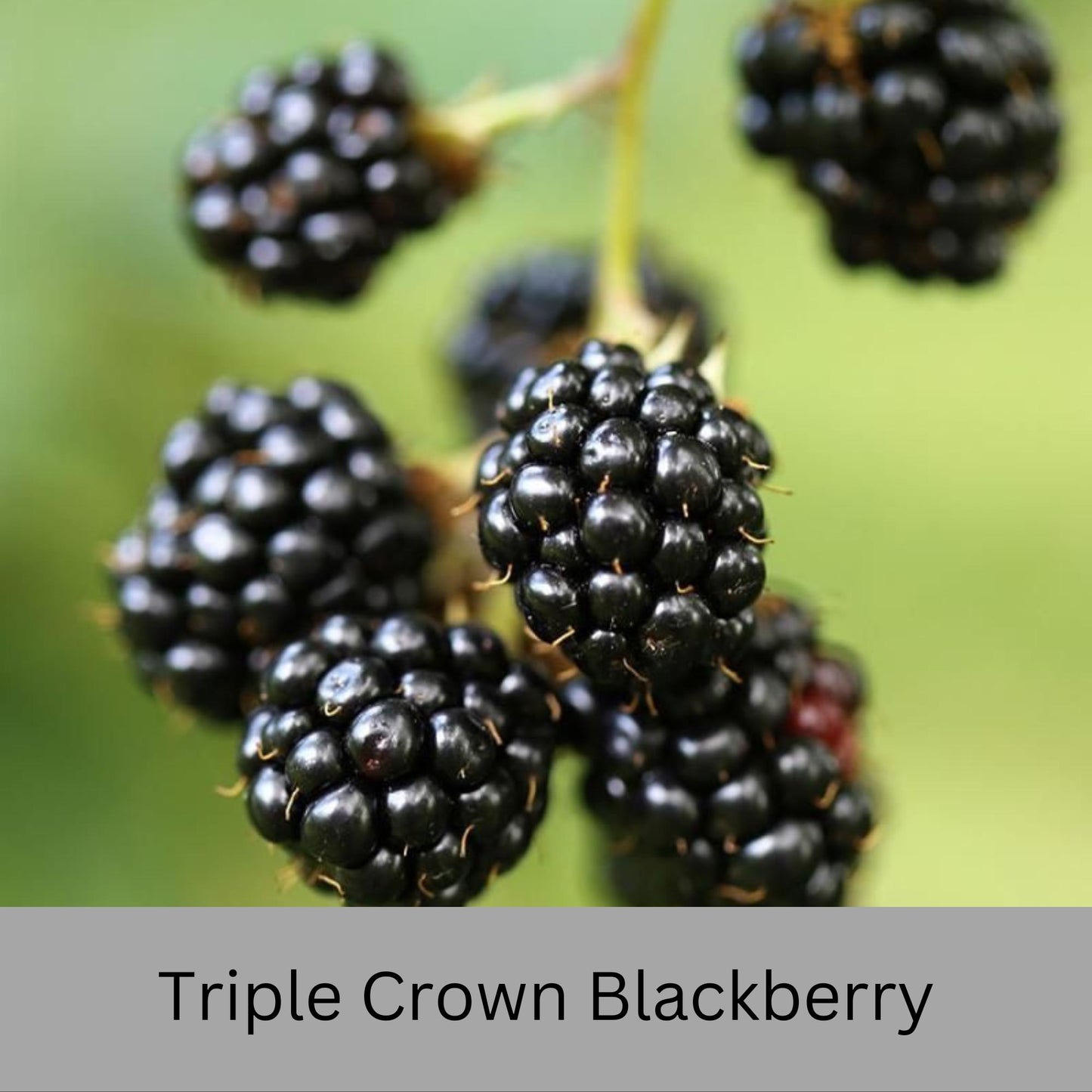 Blackberry Plants - Apache, Natchez, and Triple Crown Varieties | Thornless, Juicy, and Fast-Growing!