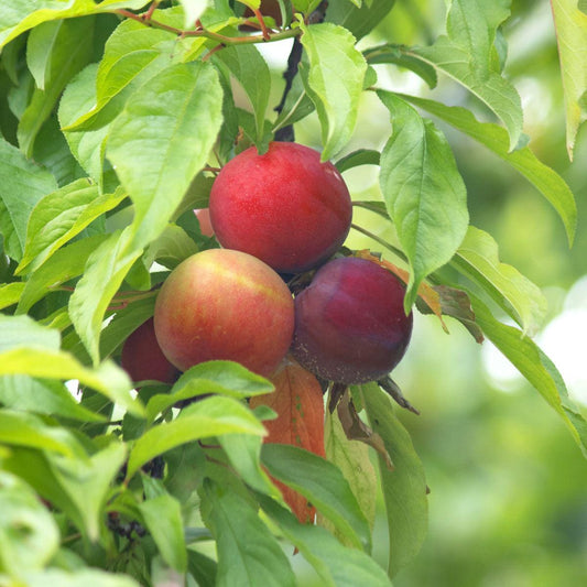Methley Plum Tree (Prunus salicina ‘Methley’) – 5–6 Ft Tall in 10 Gallon Container, Sweet Red Plum