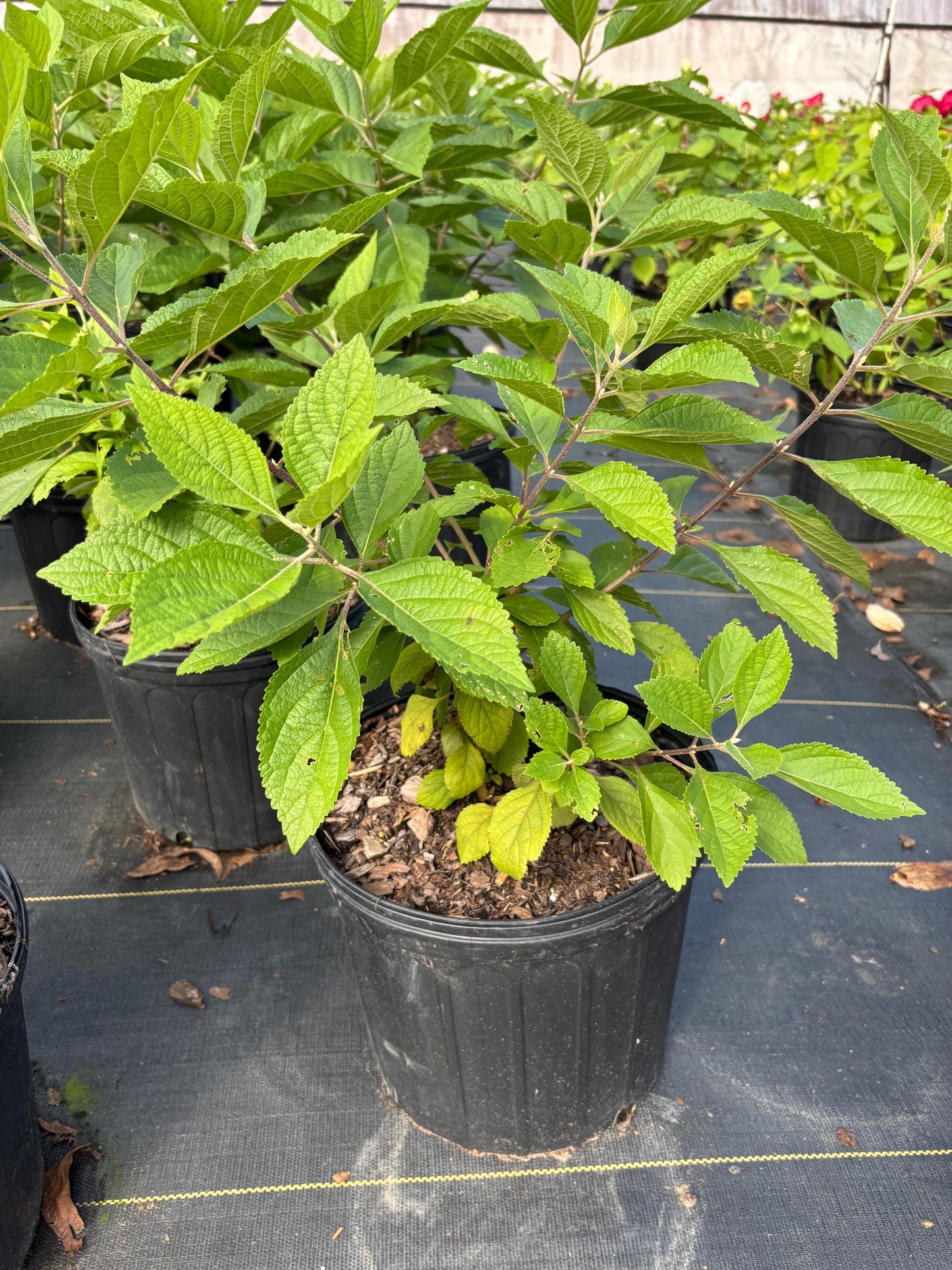 American Beautyberry - Callicarpa Americana is a native plant with unique purple berries and lush green foliage.
