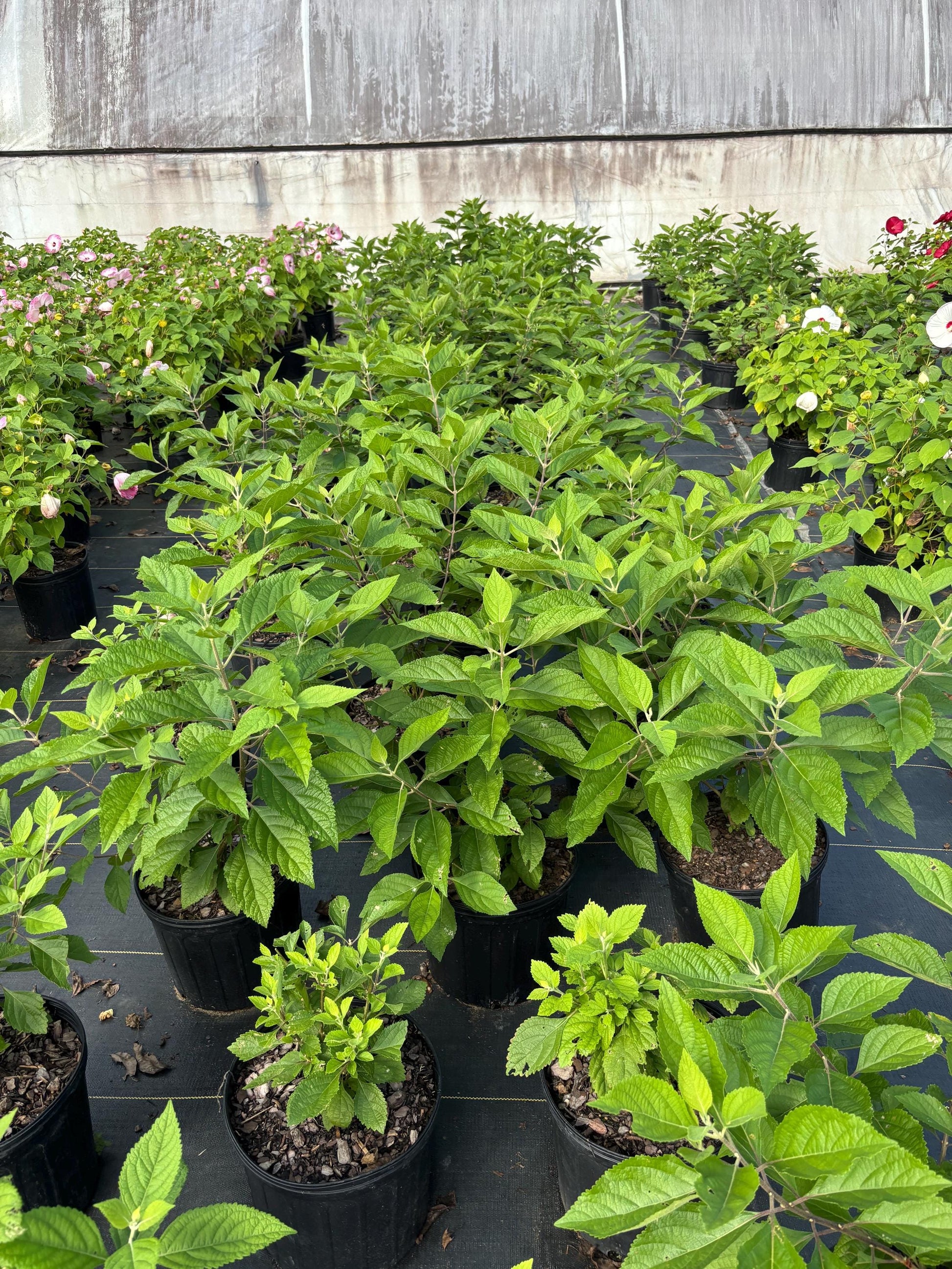 American Beautyberry - Callicarpa Americana is a native plant with unique purple berries and lush green foliage.
