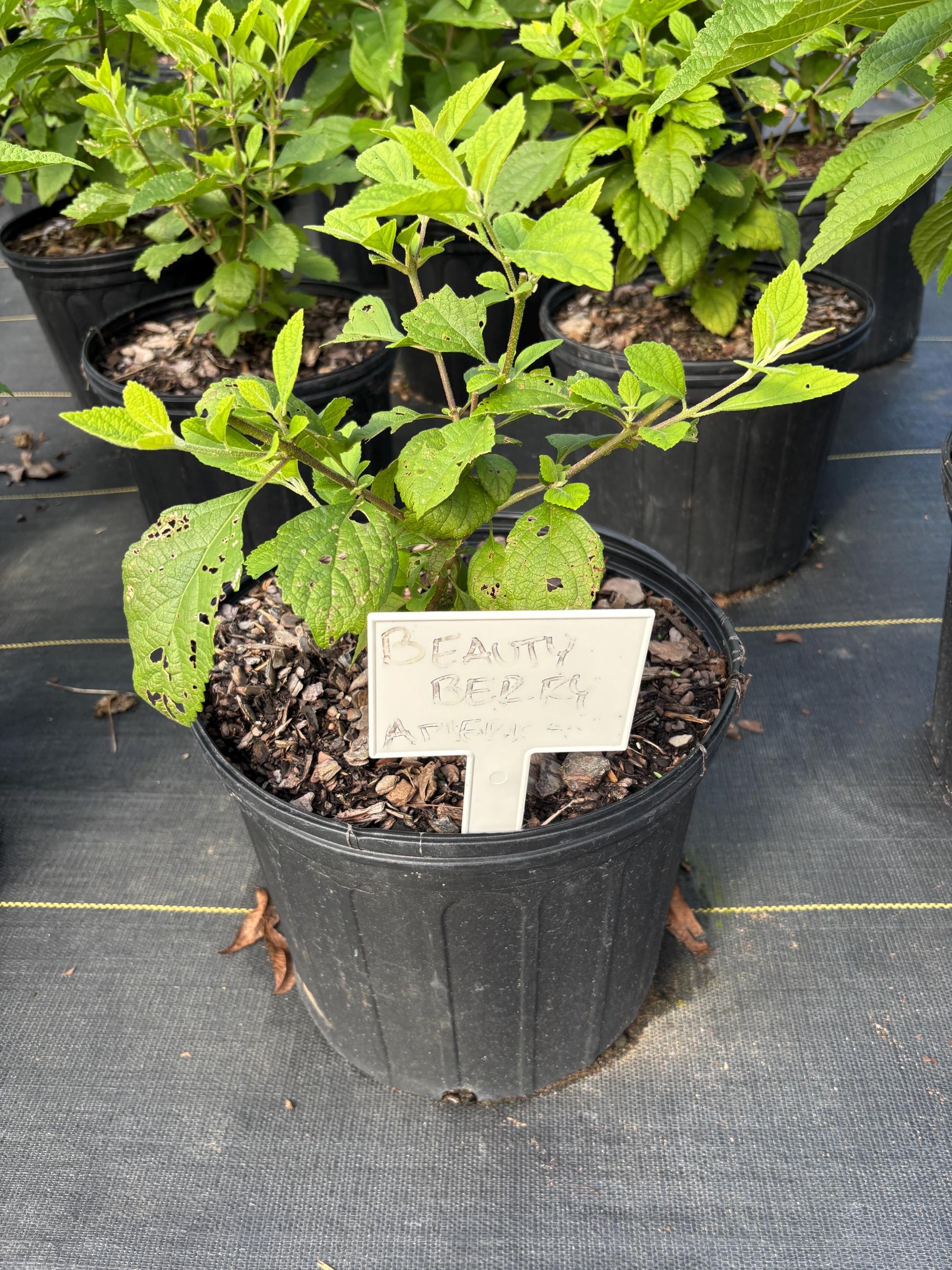 American Beautyberry - Callicarpa Americana is a native plant with unique purple berries and lush green foliage.