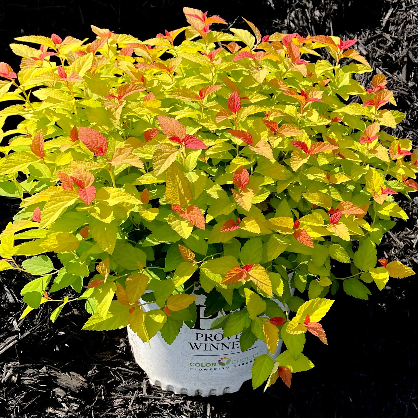Double Play® Candy Corn® Spirea | Spiraea japonica 'NCSX1'
