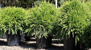 Dwarf Japanese Cedar – Cryptomeria ‘Globosa Nana’