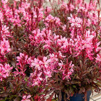 Guara 'Crimson Butterflies' | Gaura lindheimeri