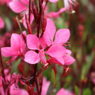Guara 'Crimson Butterflies' | Gaura lindheimeri