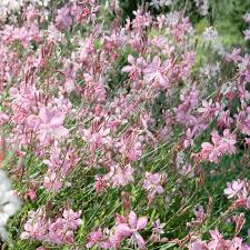 Guara 'Crimson Butterflies' | Gaura lindheimeri