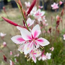 Gaura 'Siskiyou Pink' | Gaura lindheimeri ‘Siskiyou Pink'