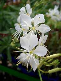 Gaura 'White Sprinkles' | Gaura lindheimeri 'White Sprinkles'