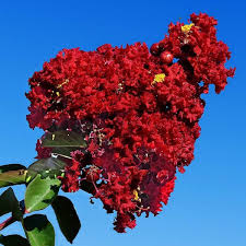 Princess Holly Ann Crape Myrtle | Bloomin' Easy® Collection