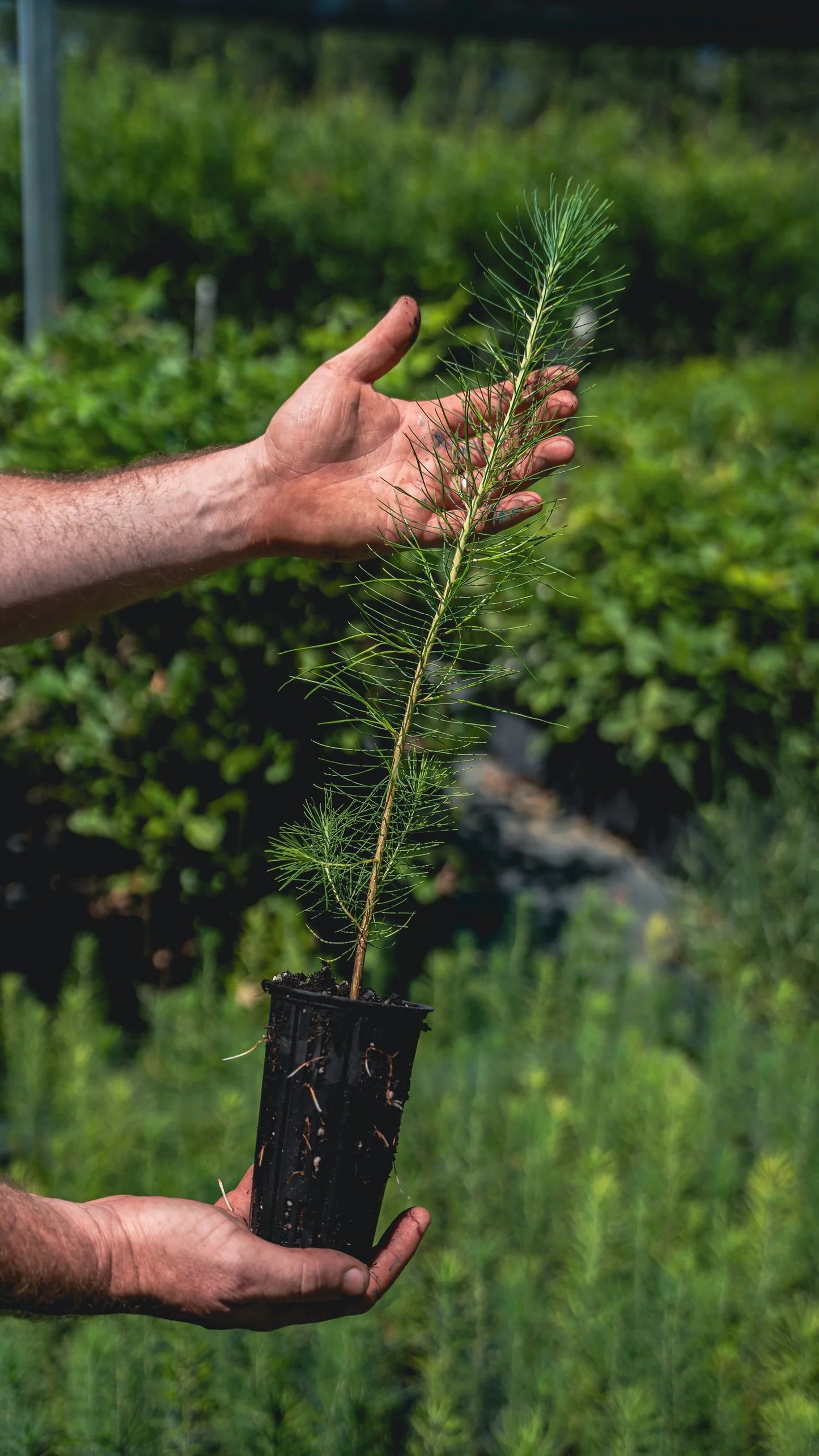 Hybrid Loblolly Pine – Pinus taeda