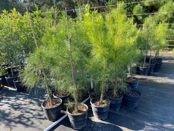 Loblolly Pine Tree | Pinus taeda