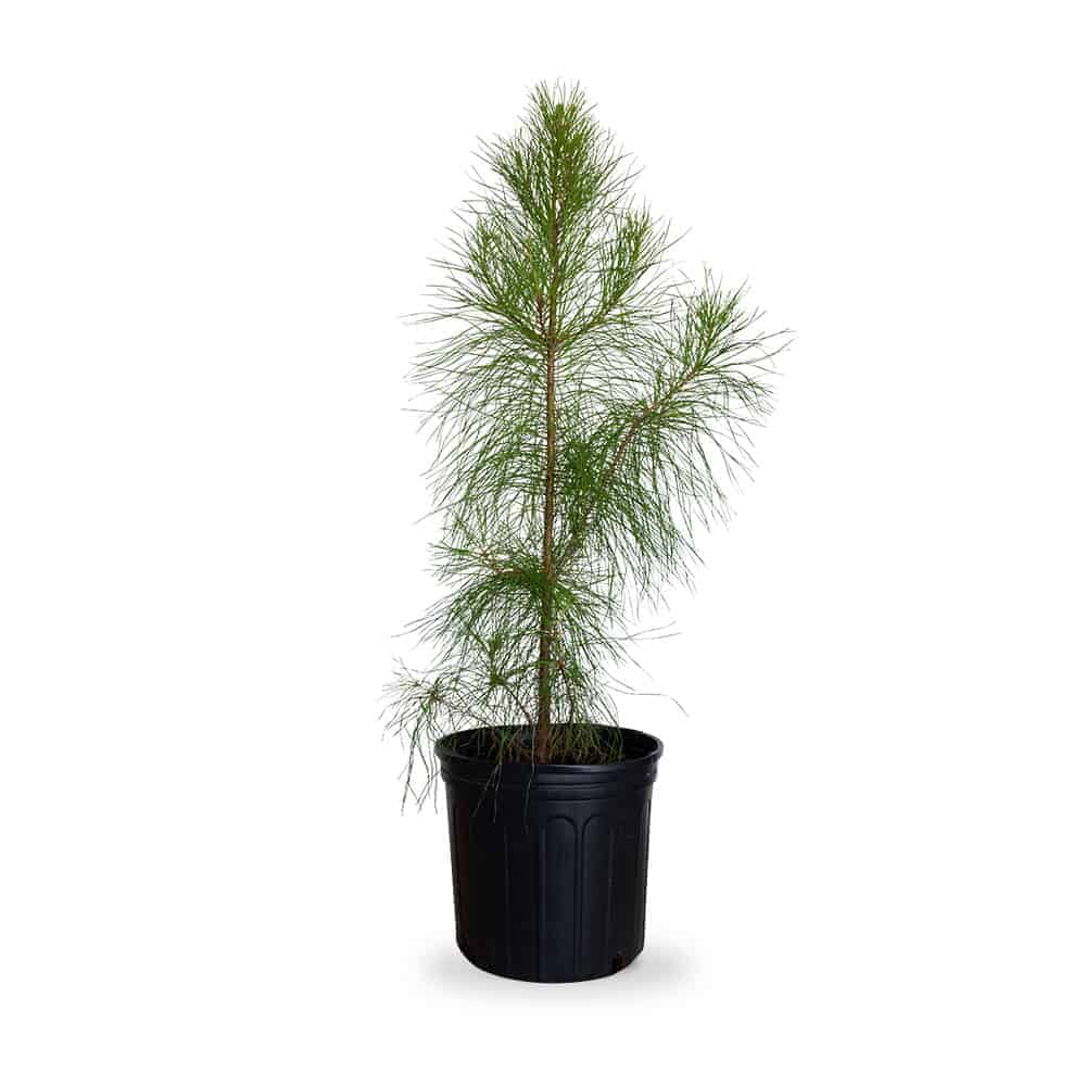 Loblolly Pine Tree | Pinus taeda