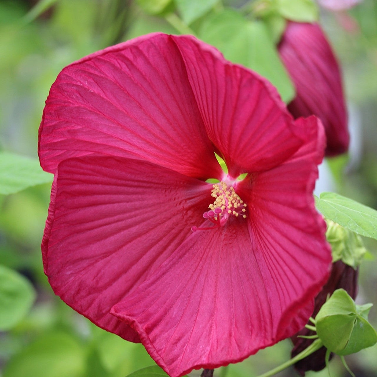 Luna Red Hibiscus | Hibiscus moscheutos