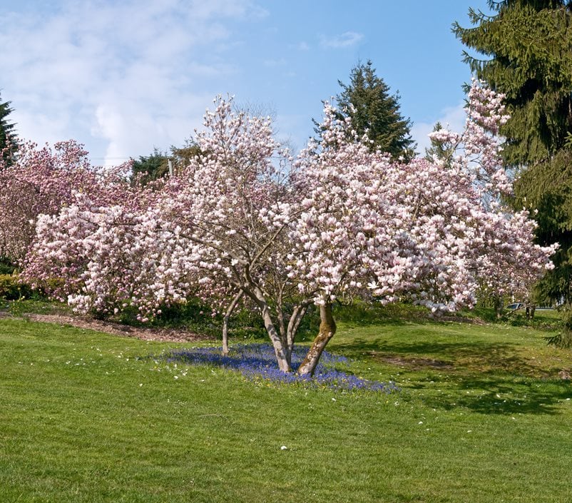 Ann Magnolia Tree | Magnolia x 'Ann'