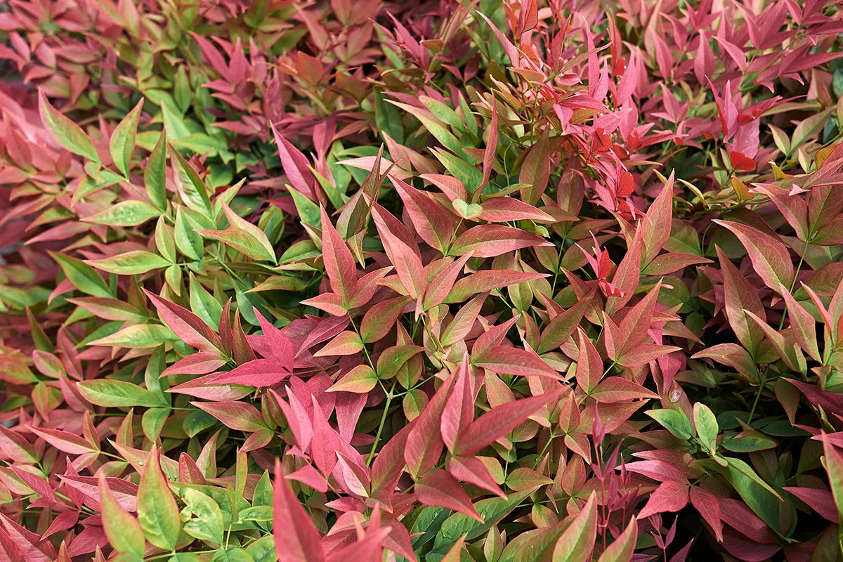 Nandina domestica ‘Heavenly Bamboo’ | Evergreen Landscape Shrub