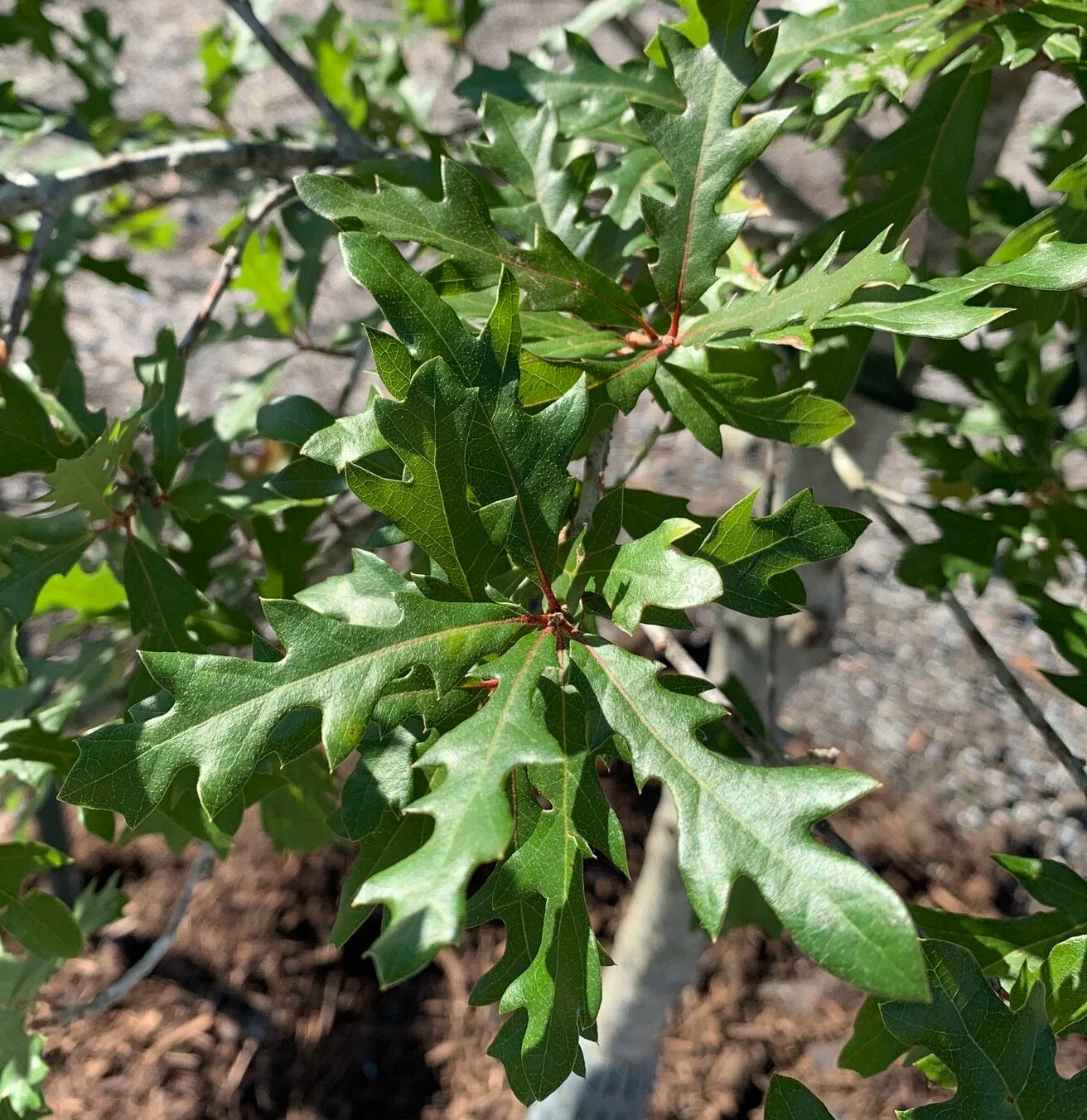 Compton Hybrid Oak – Quercus shumardii × Quercus lyrata