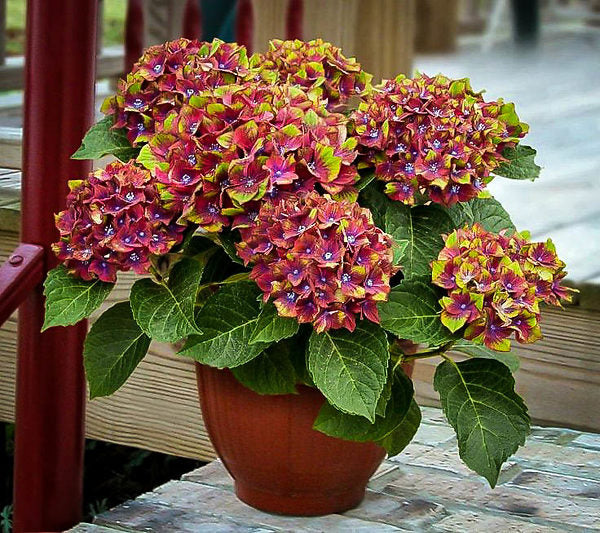 Pistachio Hydrangea | Hydrangea macrophylla 'Horwack'