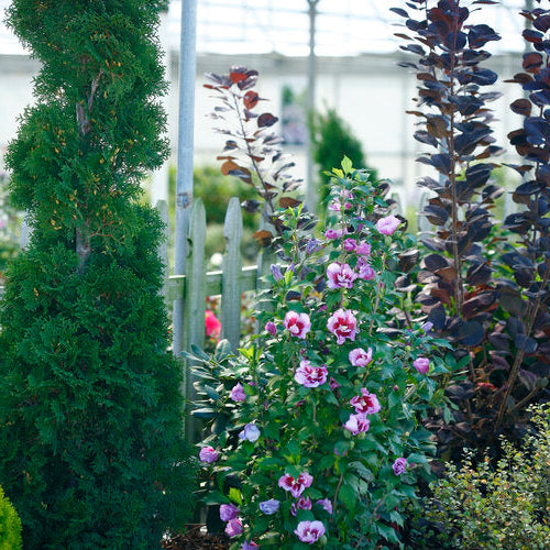 Purple Pillar® Rose of Sharon (Hibiscus syriacus)