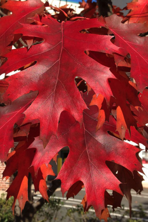 Northern Red Oak Seedlings | Quercus rubra
