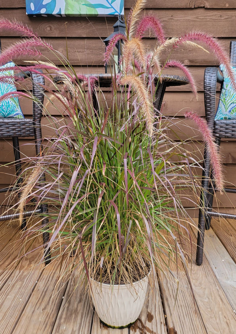 Purple Fountain Grass - Pennisetum setaceum 'Rubrum'