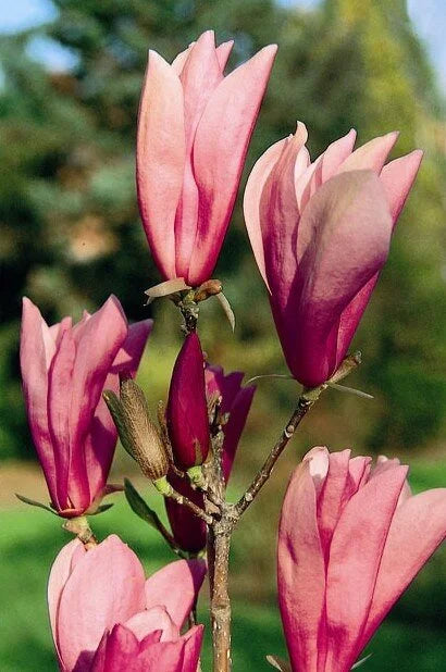 Ann Magnolia Tree | Magnolia x 'Ann'