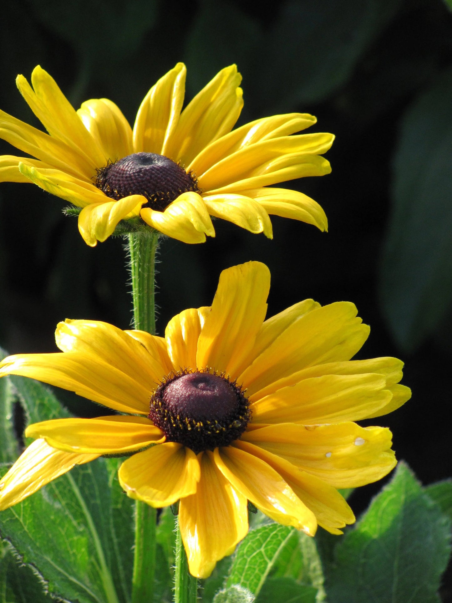 Indian Summer Rudbeckia