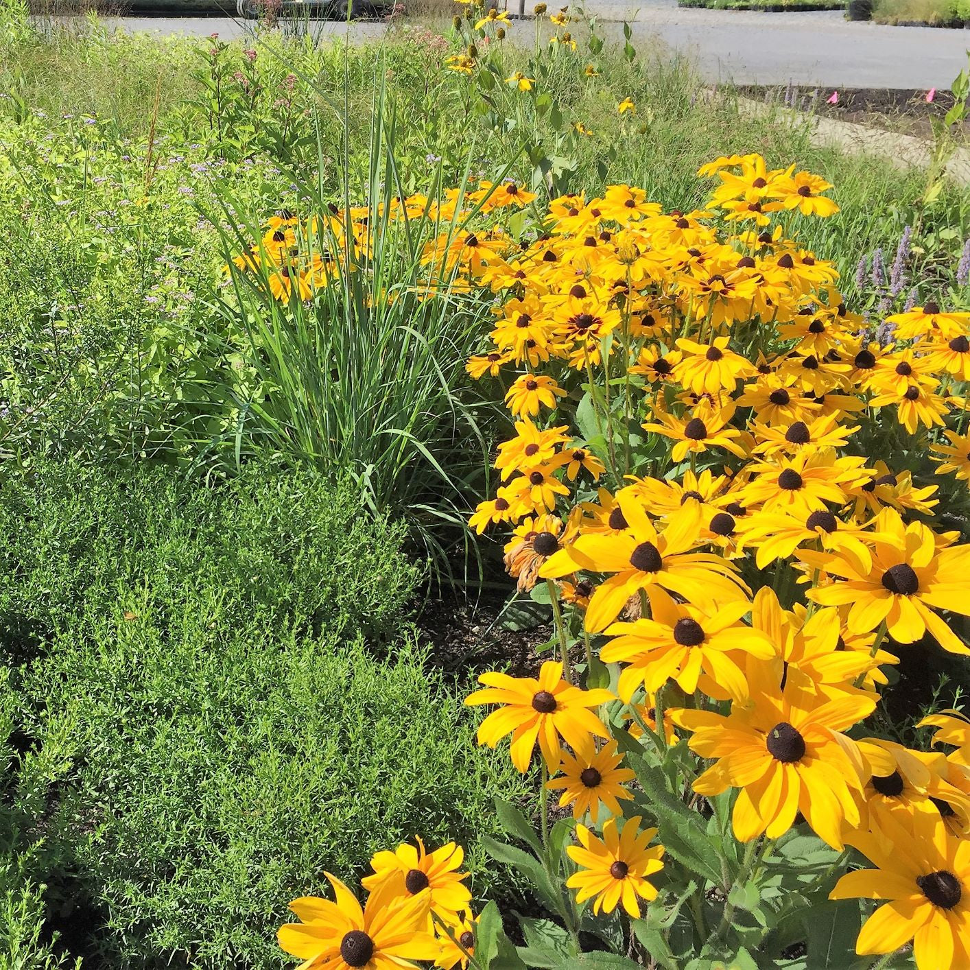 Indian Summer Rudbeckia