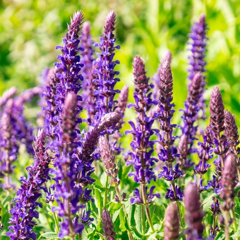 Perpetual Purple™ Meadow Sage