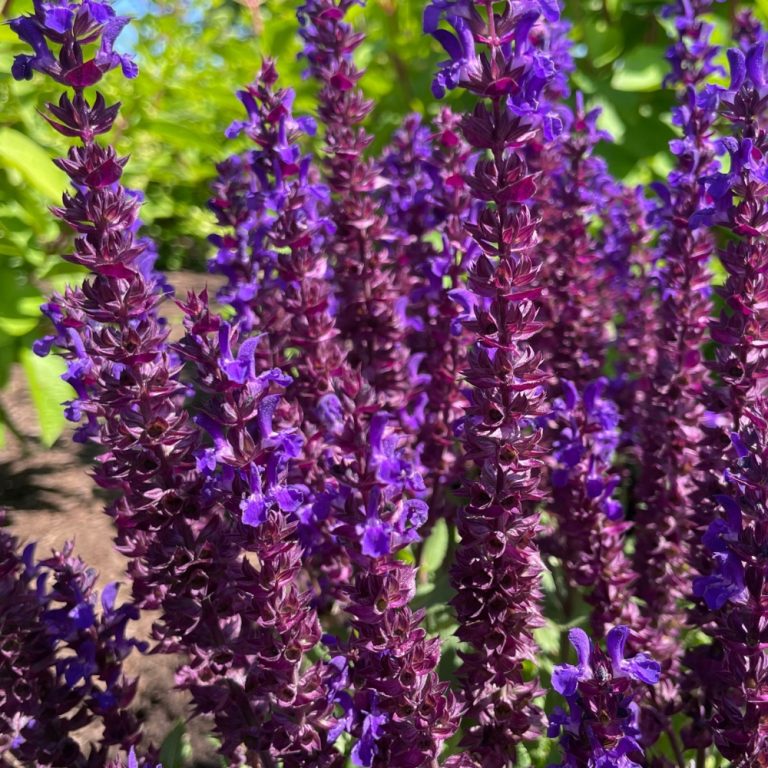 Perpetual Purple™ Meadow Sage