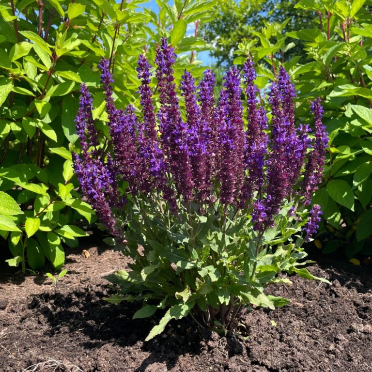 Perpetual Purple™ Meadow Sage