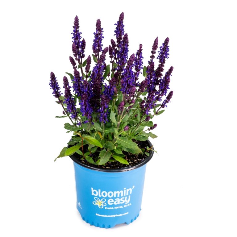 Perpetual Purple™ Meadow Sage