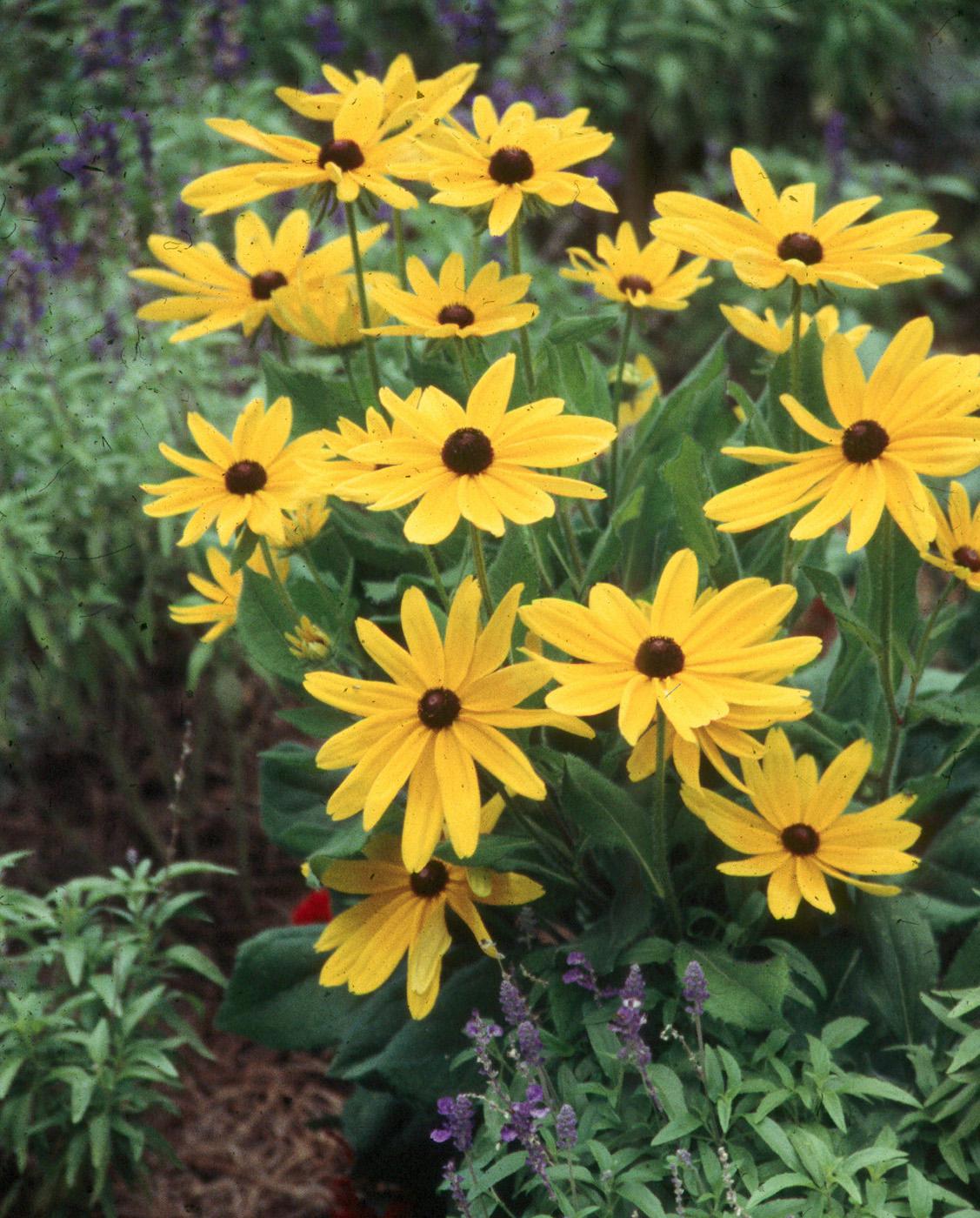 Indian Summer Rudbeckia