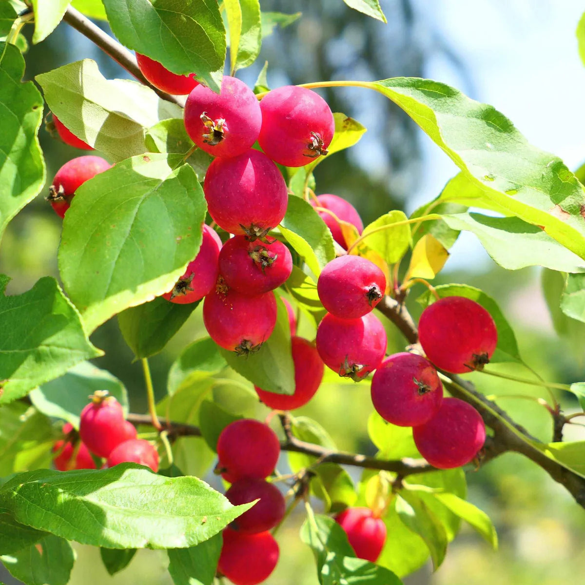 Dolgo Crabapple | Malus ‘Dolgo’