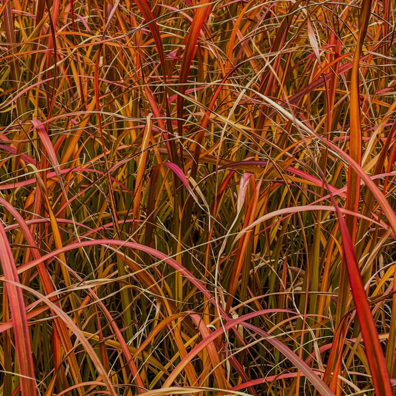 “Fire Dragon Maiden Grass in peak red fall foliage with silvery plumes in background